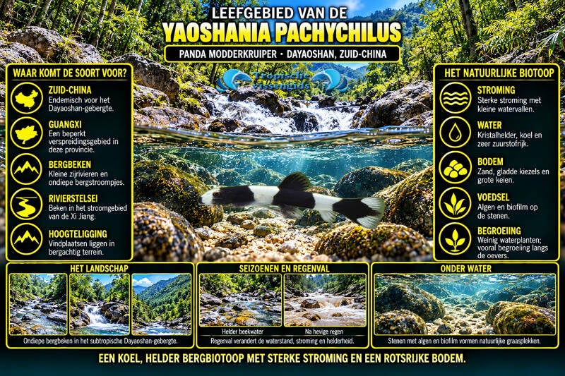 Yaoshania pachychilus