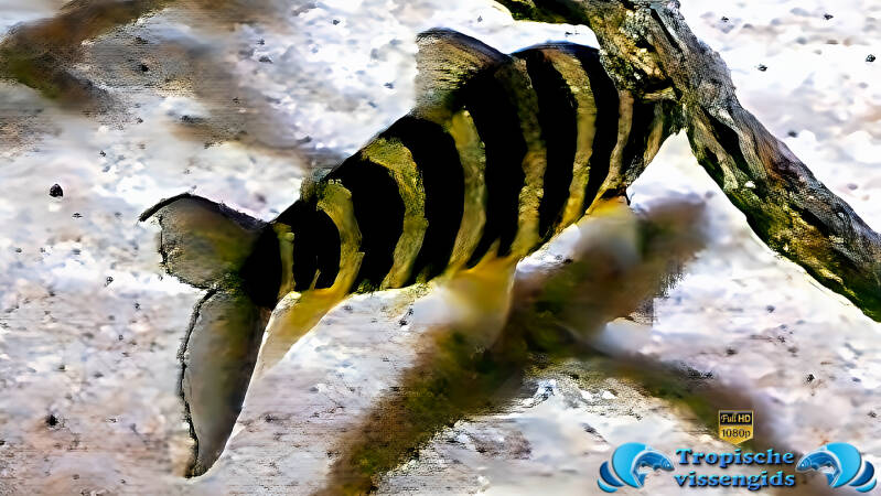 Gestreepte kopstaander