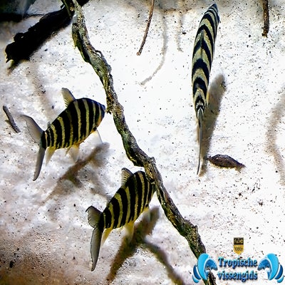 Leporinus fasciatus