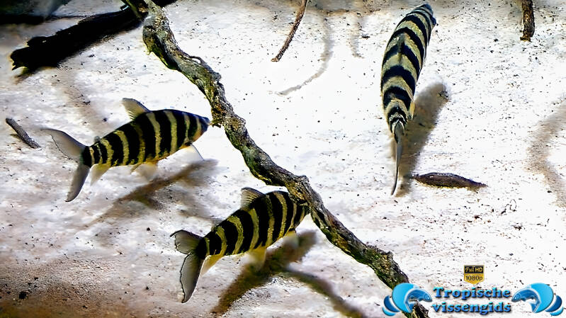 Leporinus fasciatus