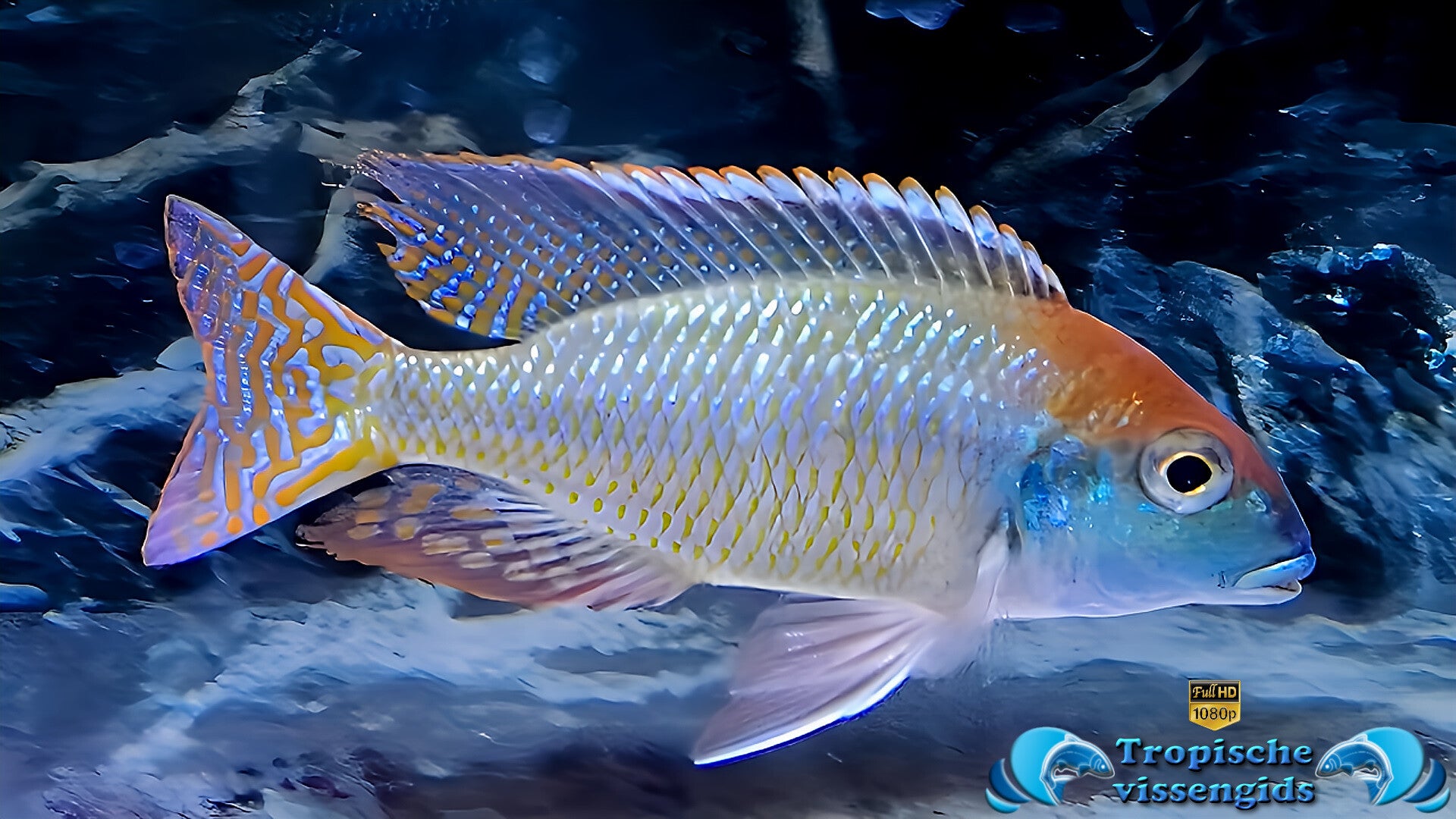 Lethrinops sp. red cap itungi