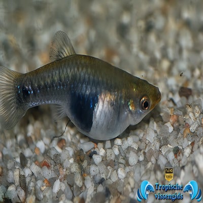 Limia melanogaster