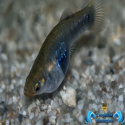 Limia melanogaster