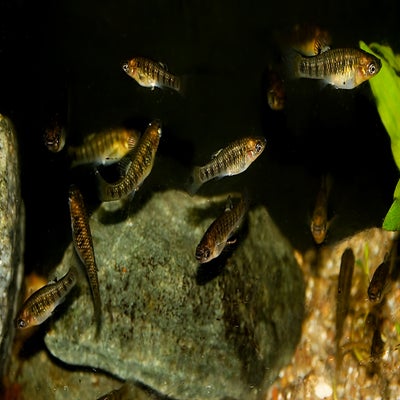 Limia nigrofasciata