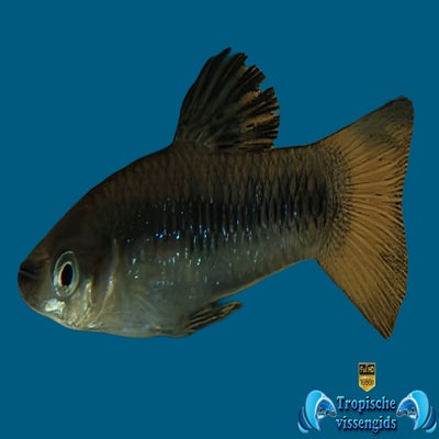 Limia perugiae