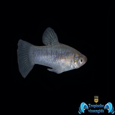 Limia perugiae
