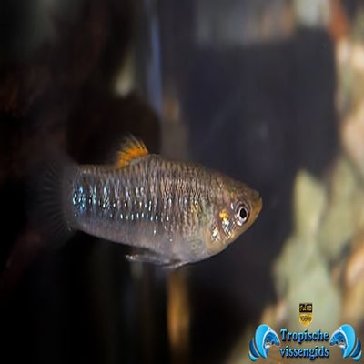 Limia tridens