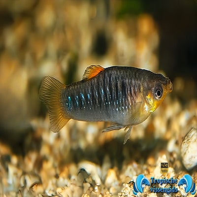 Limia tridens
