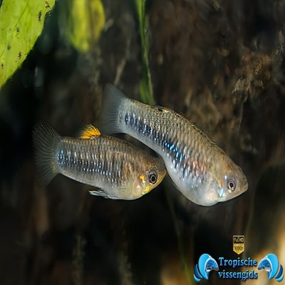 Limia tridens