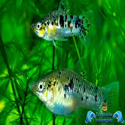 Limia vittata