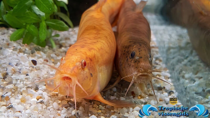 Misgurnus anguillicaudatus