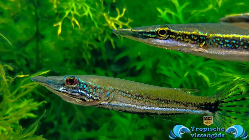 Luciocephalus aura