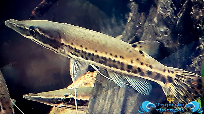 Luciocephalus pulcher