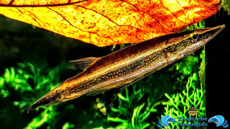 Luciocephalus aura