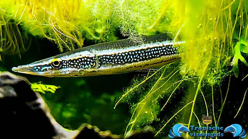 Luciocephalus aura