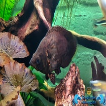 Ctenopoma acutirostre