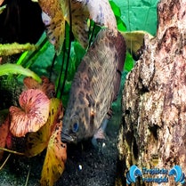 Ctenopoma acutirostre