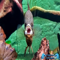 Ctenopoma acutirostre