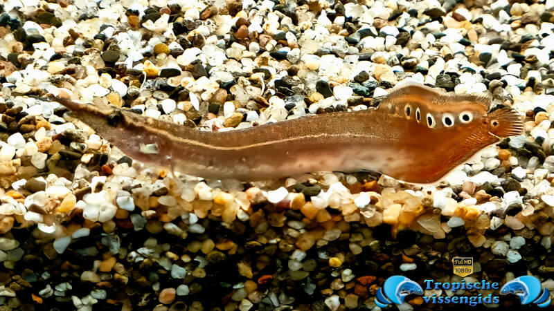 Macrognathus siamensis