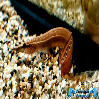 Macrognathus siamensis