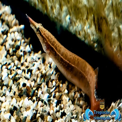 Macrognathus siamensis