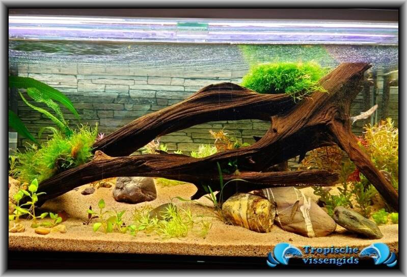 Mangrove hout/Driftwood