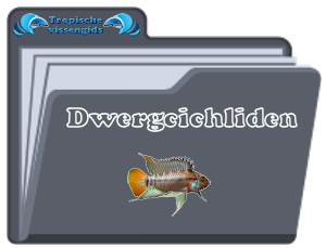 Dwergcichliden