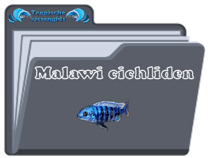Malawi cichliden