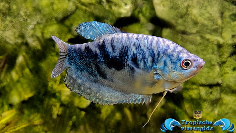 Trichopodus trichopterus marble