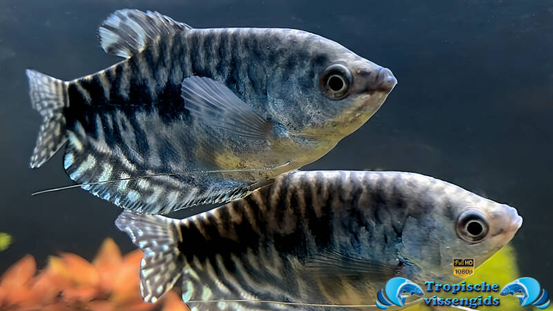 Trichopodus trichopterus marble