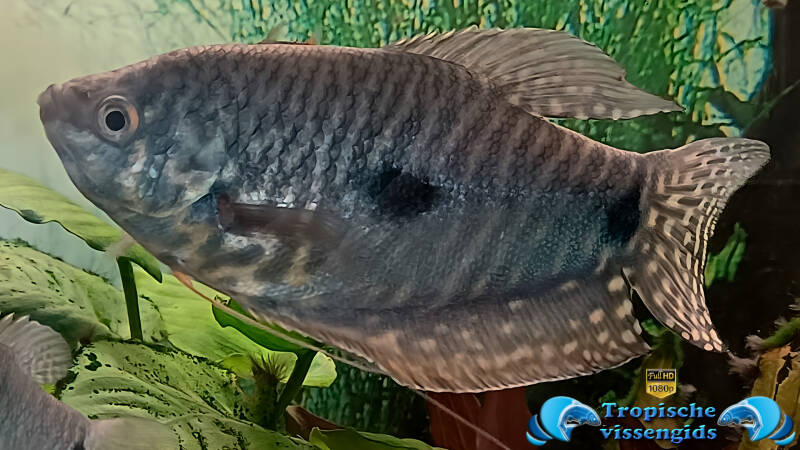 Trichopodus trichopterus marble