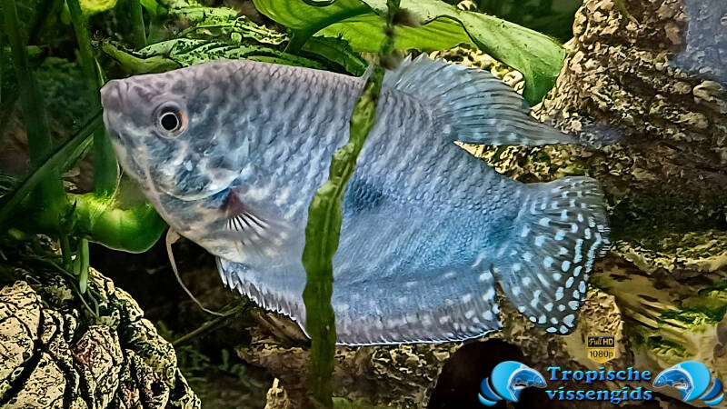 Trichopodus trichopterus marble