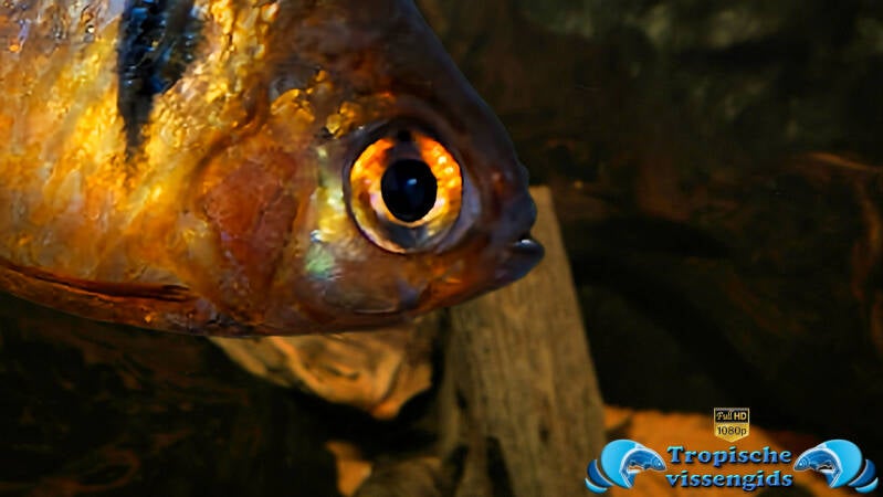 Megalamphodus eques