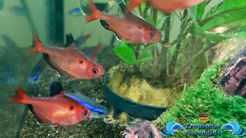 Megalamphodus eques