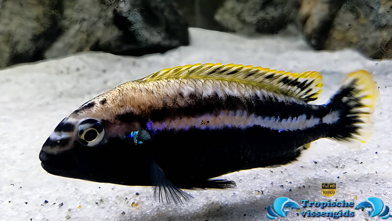 Melanochromis auratus