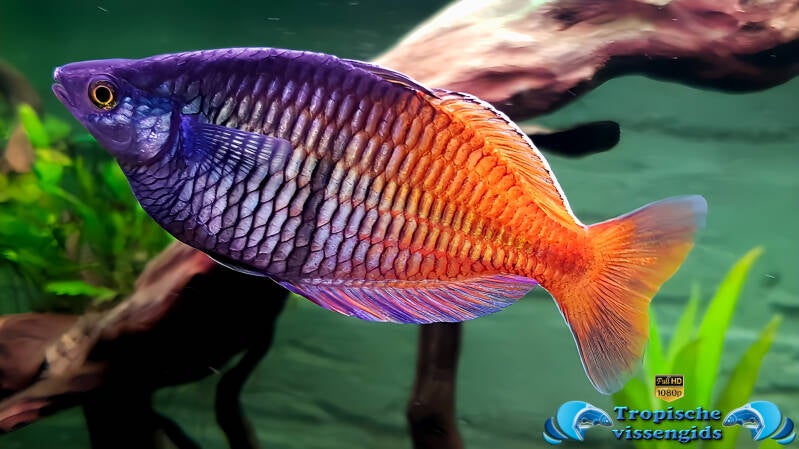 Boeseman's regenboogvis