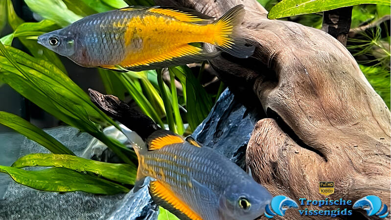 Parkinson's regenboogvis