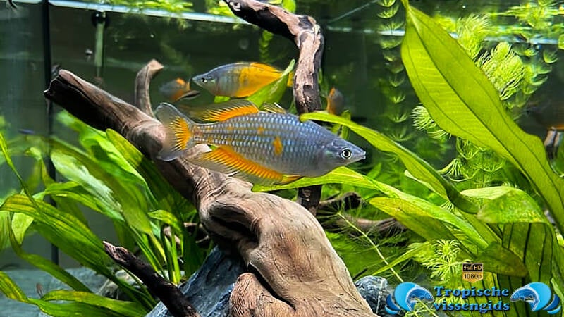 Melanotaenia parkinsoni
