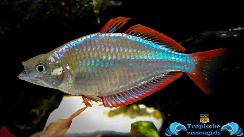 Melanotaenia praecox