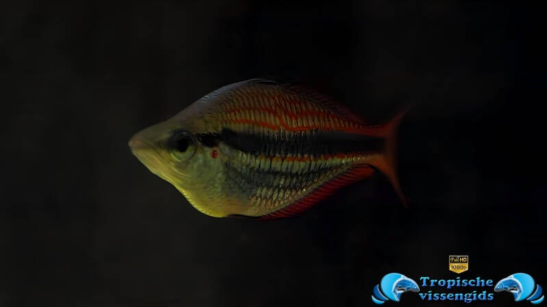 Driebandregenboogvis