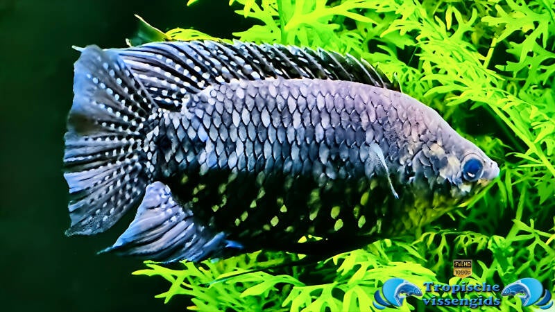 Microctenopoma fasciolatum