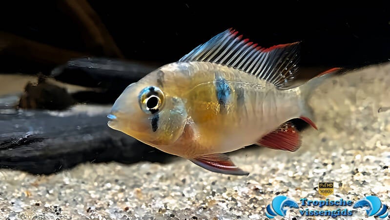 Mikrogeophagus altispinosus
