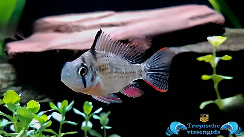 Mikrogeophagus altispinosus