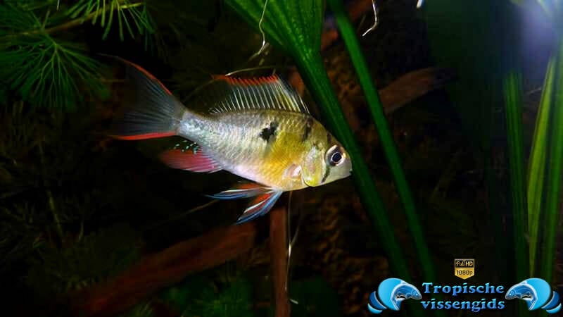 Mikrogeophagus altispinosus