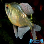 Makunaima pittieri