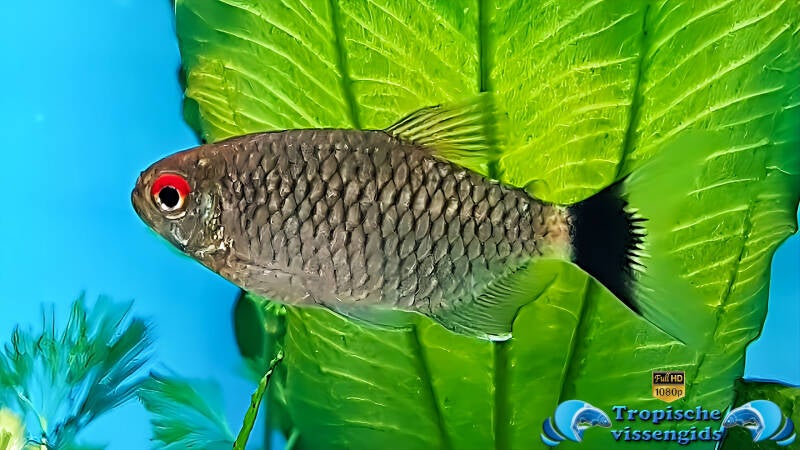 Roodoog tetra