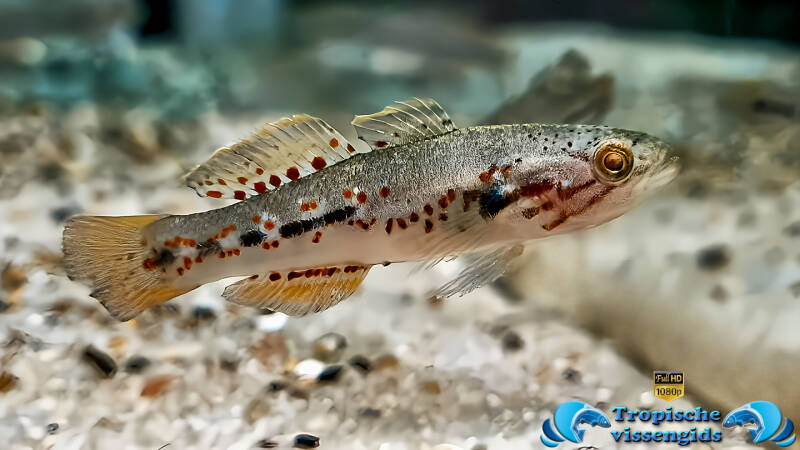 Noordelijke forelgrondel