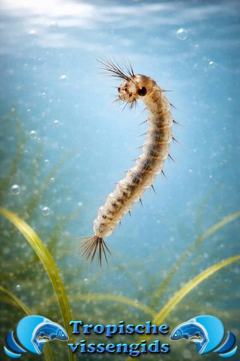 Zelf Muggenlarven kweken