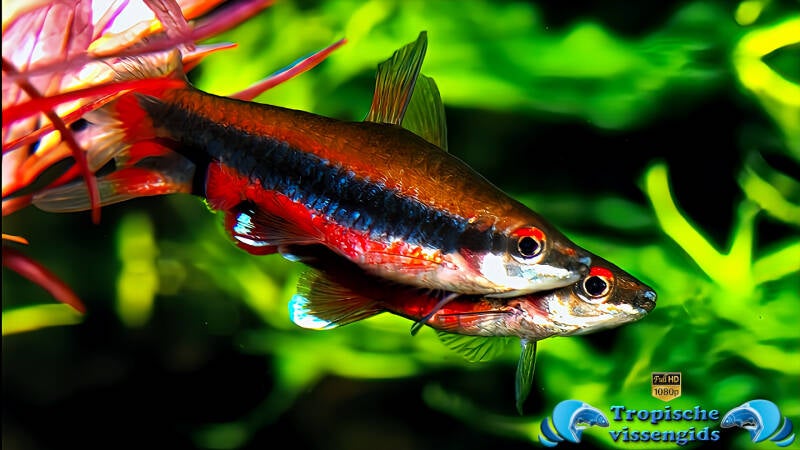 Nannostomus beckfordi