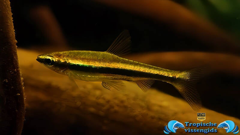 Nannostomus beckfordi